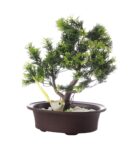 3 Branched Bonsai Tree with Thick Green Leaves and a Bird with Pot