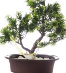 3 Branched Bonsai Tree with Thick Green Leaves and a Bird with Pot