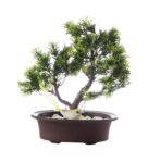 3 Branched Bonsai Tree with Thick Green Leaves and a Bird with Pot