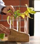 Brown Mango Wood Desk Planter With Glass Tube