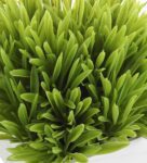 Polyester And Plastic Green And With Thin Green Leaves With Pot Artificial Plants