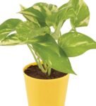 Money Plant With Yellow Self Watering Pot