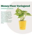 Money Plant With Yellow Self Watering Pot