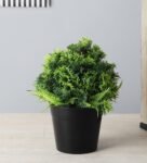 Plant with Thick Green Leaves with Pot
