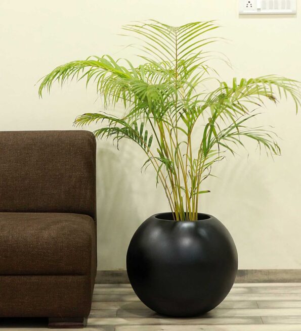 Black Fiber Glass Round Shaped Large Floor Planter