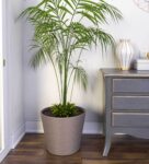 Dholpur Beige Polymer Aloha Large Floor Planter