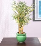 Polyester Lucy Green Bonsai Bamboo With Ceramic Pot Artificial Plant