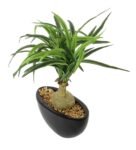 Green & White Polyester Natural Looking Nolina Bonsai Artificial Plant With Ceramic Pot