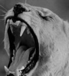 Lion Roar Grey Canvas Teakwood And MDF Framed Wildlife Art Print