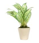 Polyester Light Green Dieffenbachia With Ceramic Pot Artificial Plants