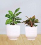 White Metal Eva Floor Planter (Set Of 2)